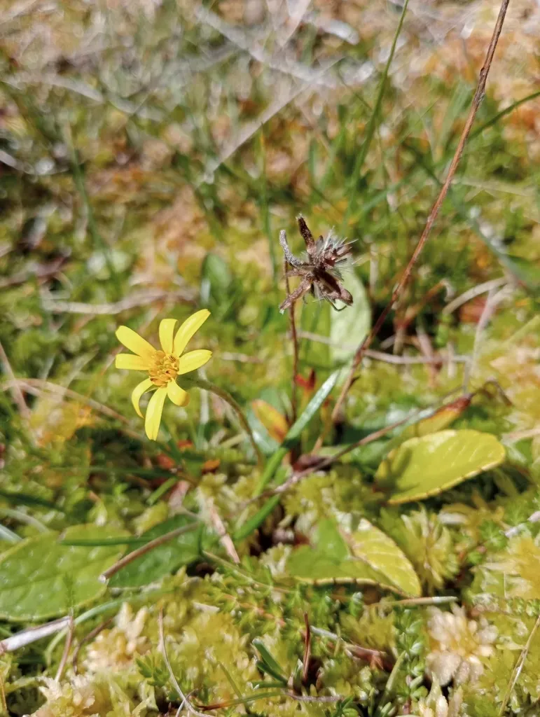 Brachyglottis Bellidioides