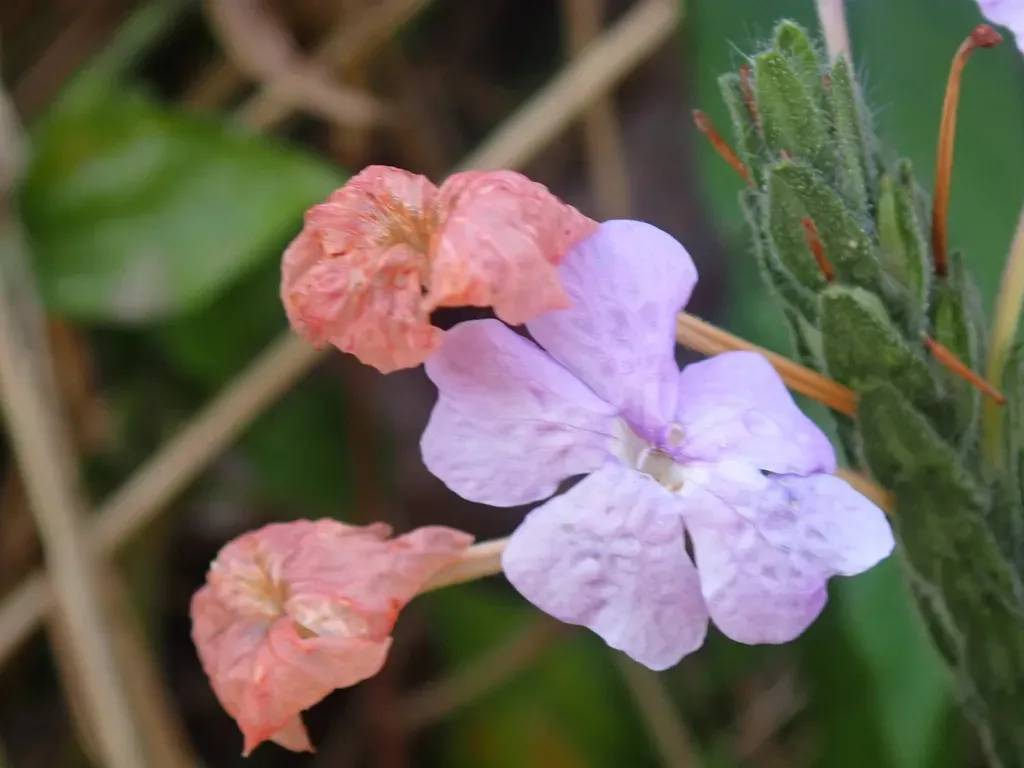Eranthemum Tetragonum