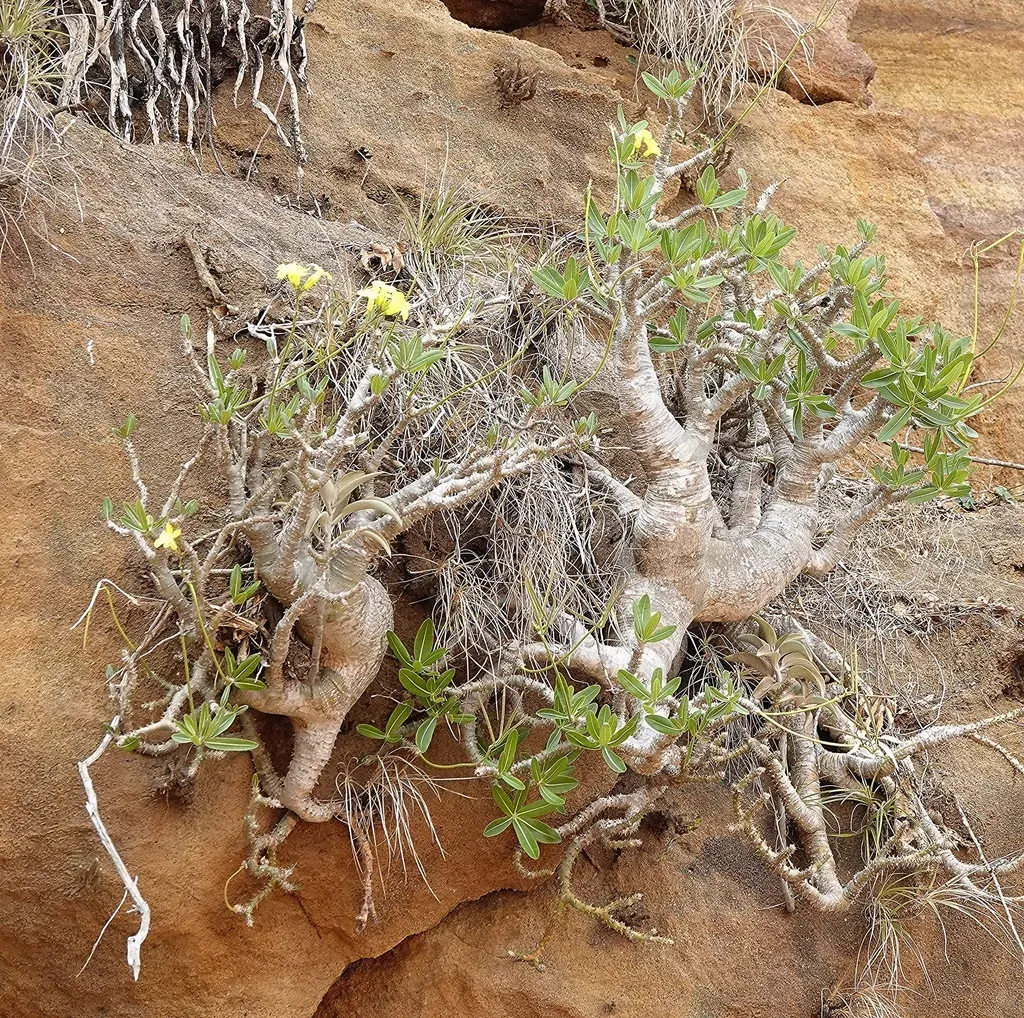 Elephant's Foot Plant