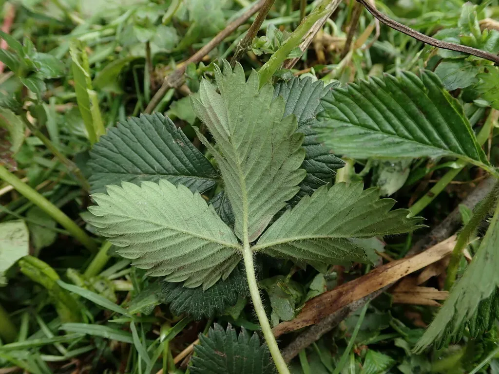 Himalayan Strawberry