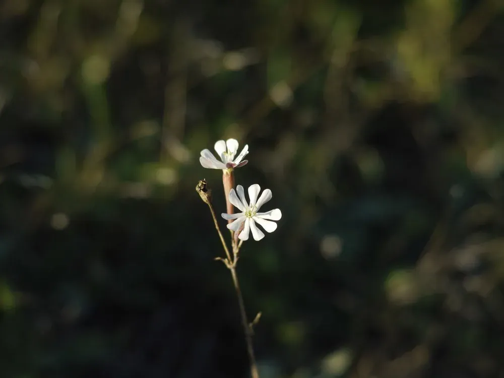 Silene Bupleuroides