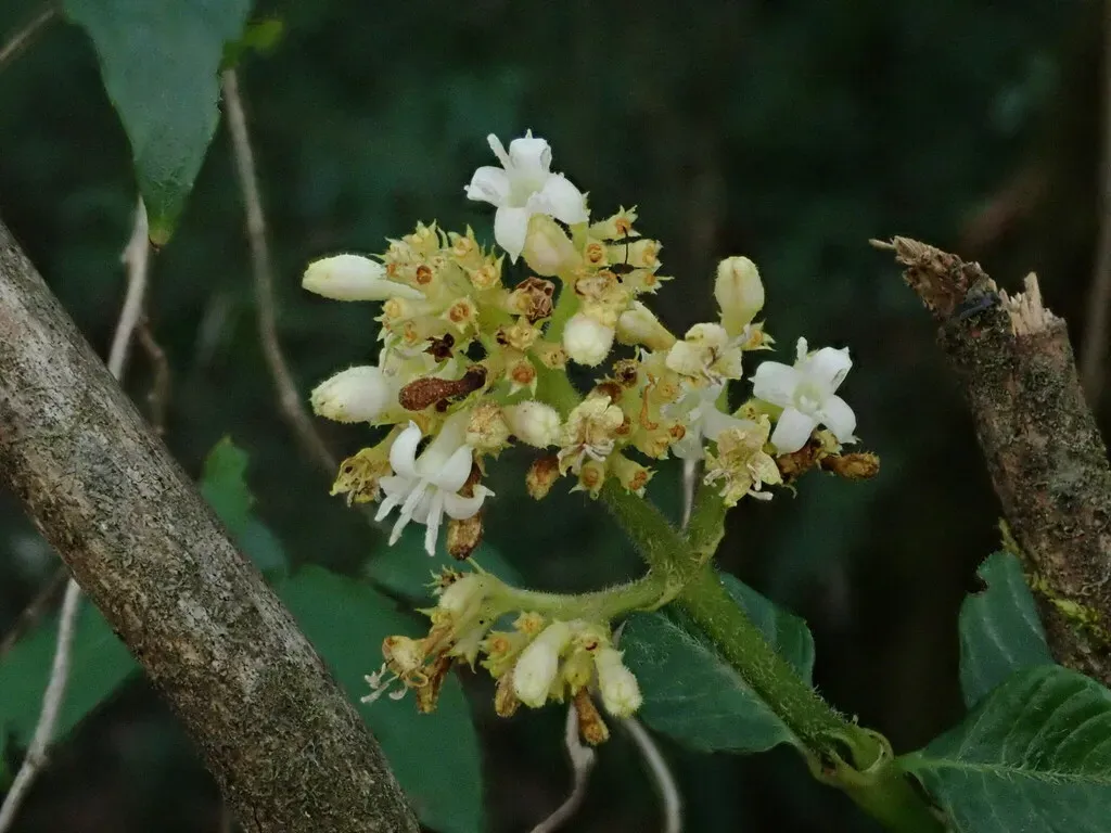 Palicourea Argentinensis