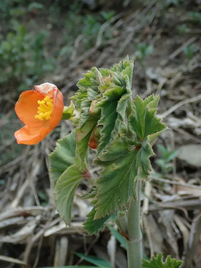 Begonia Cinnabarina