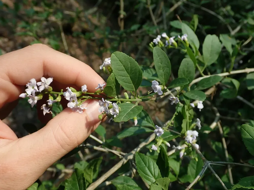 Duranta Serratifolia