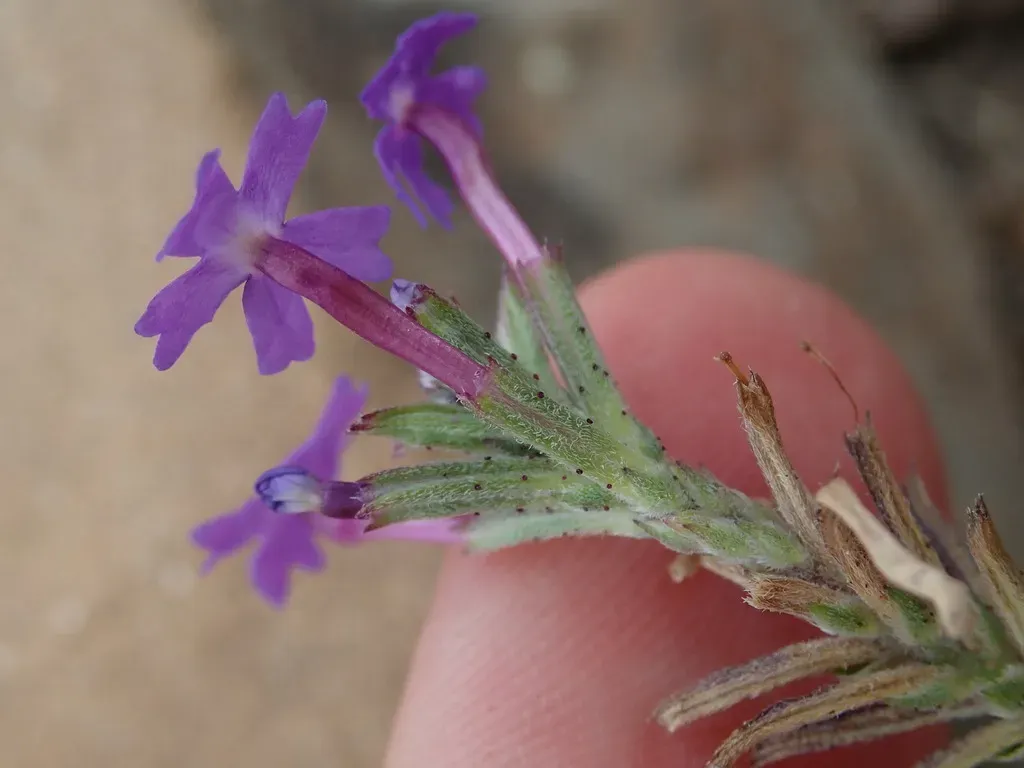 Glandularia Lilloana
