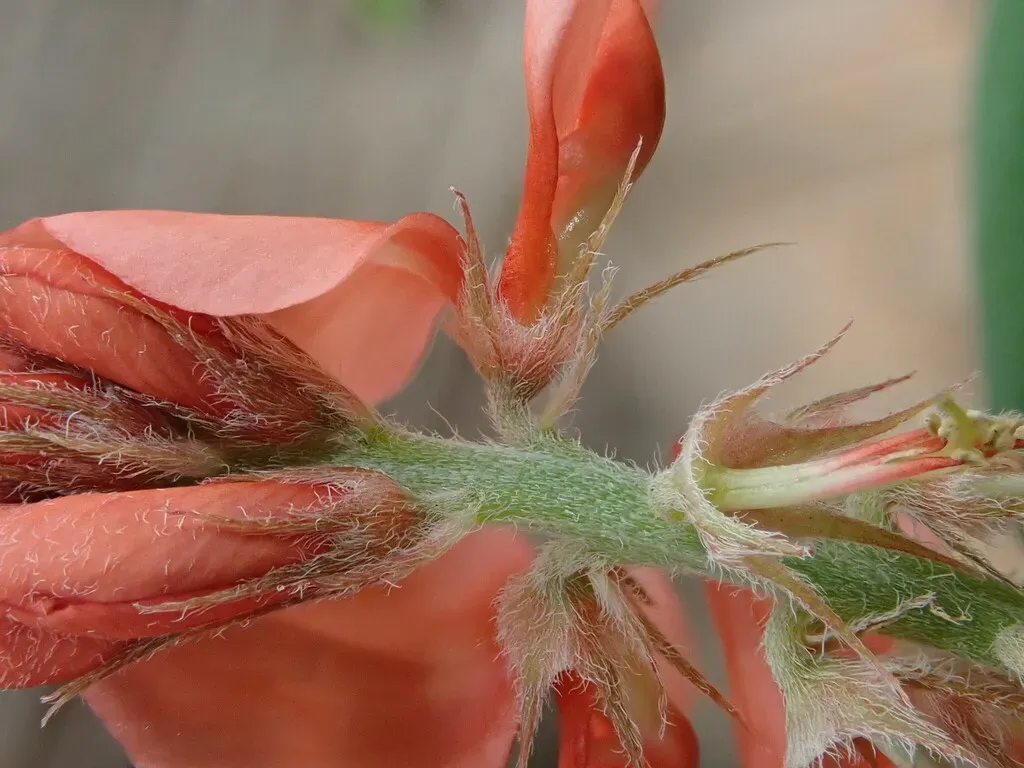 Indigofera Campestris