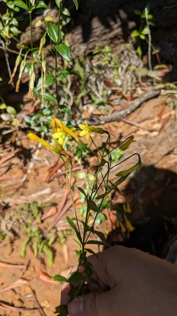 Lisianthius Glandulosus