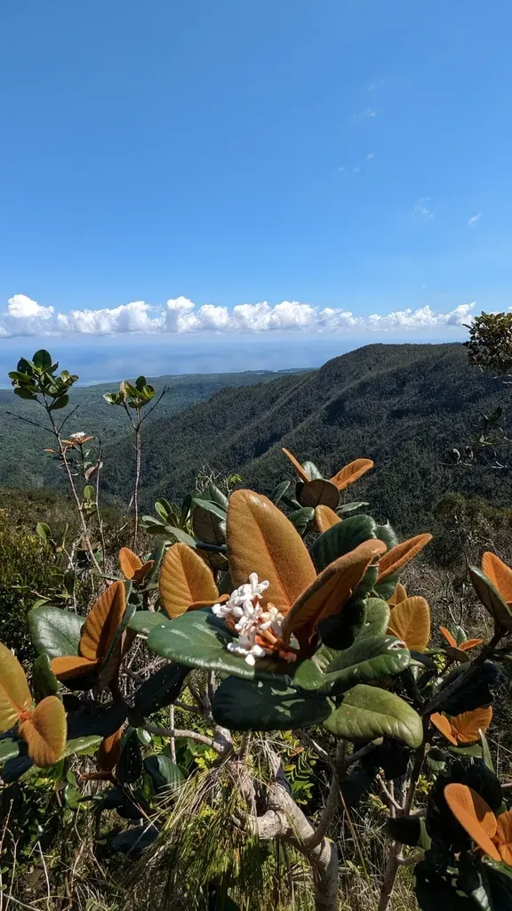 Guettarda Ferruginea