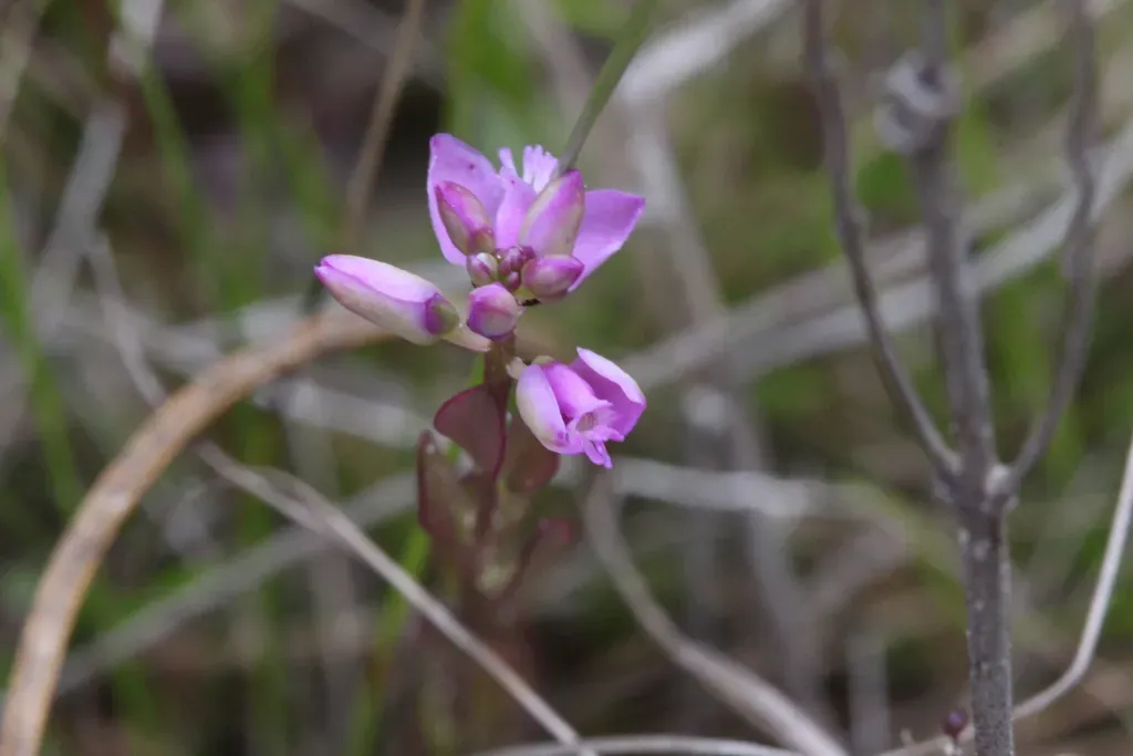 Scalloped Milkwort