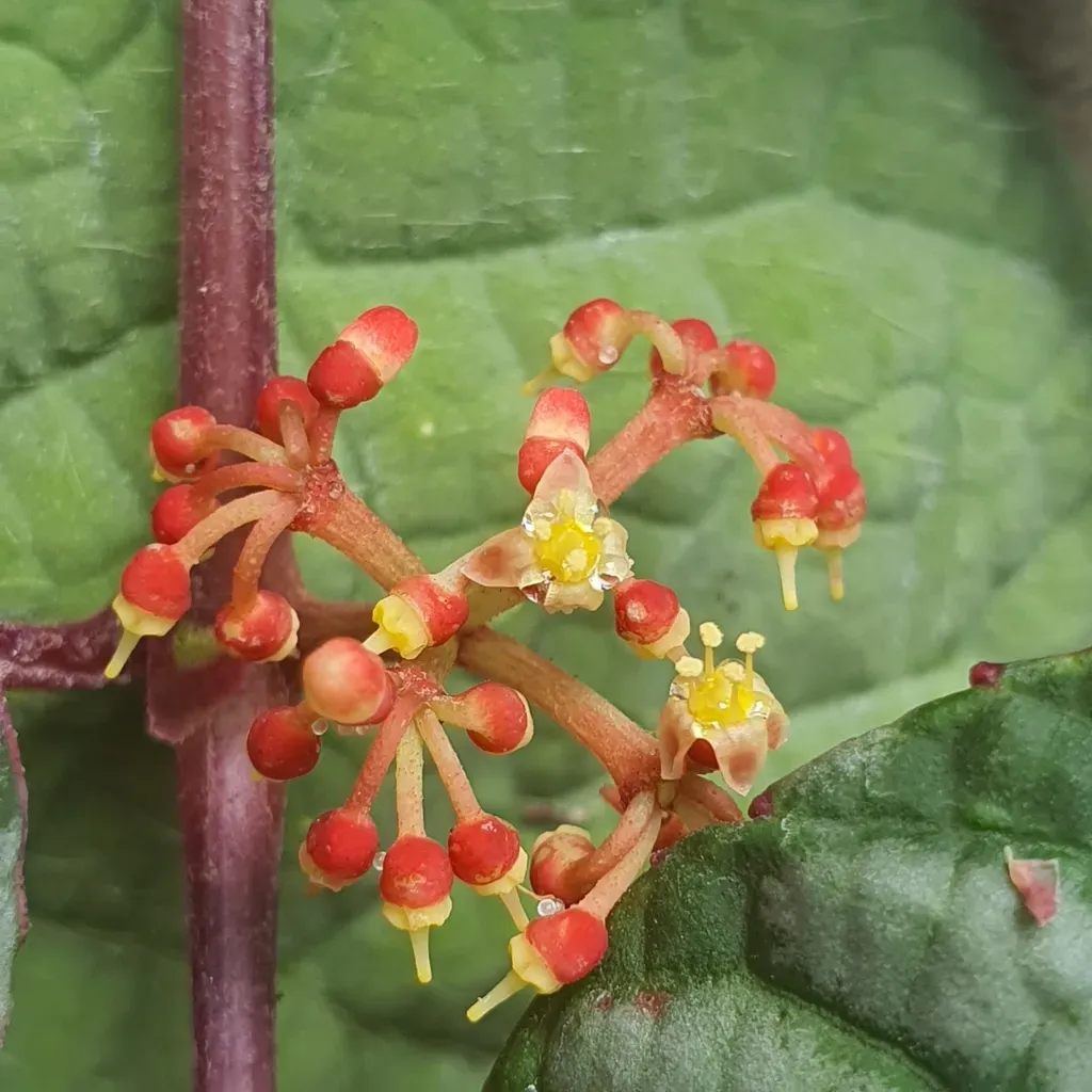 Rex Begonia Vine