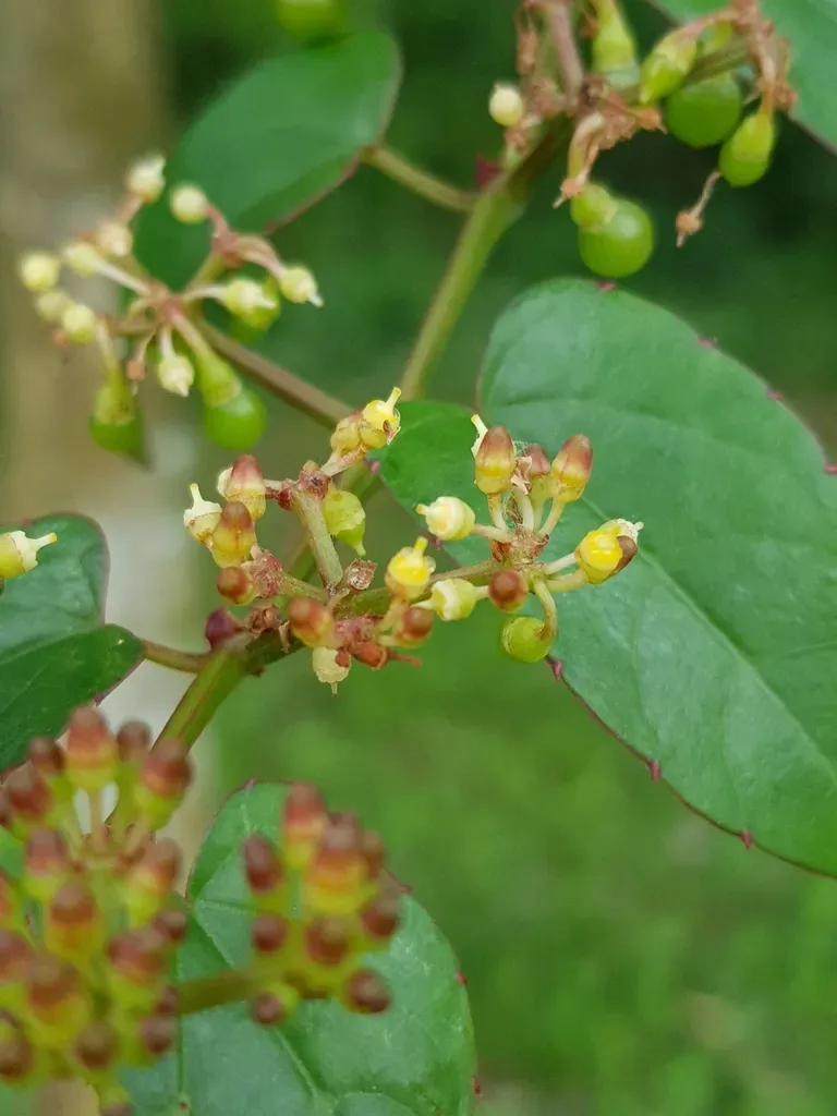 White-stemmed Button Vine