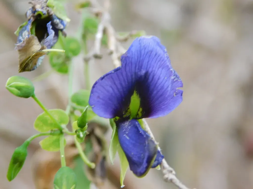 Brongniartia Mortonii