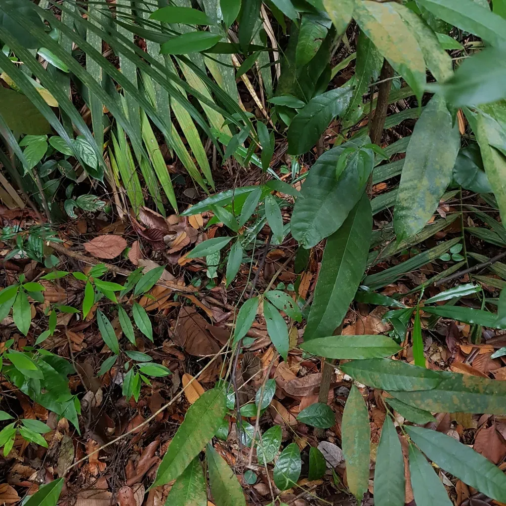 Tetrastigma Curtisii