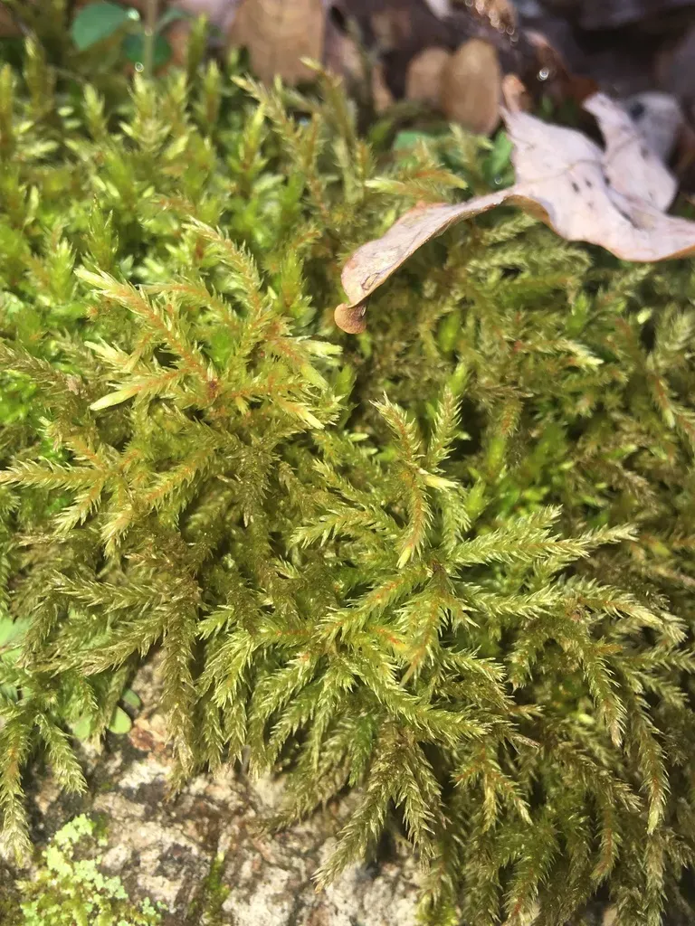 Tree Moss
