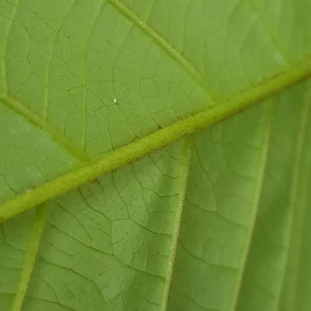 Drepananthus Ramuliflorus