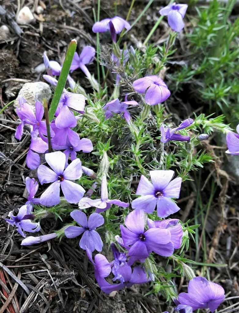 Carpet Phlox