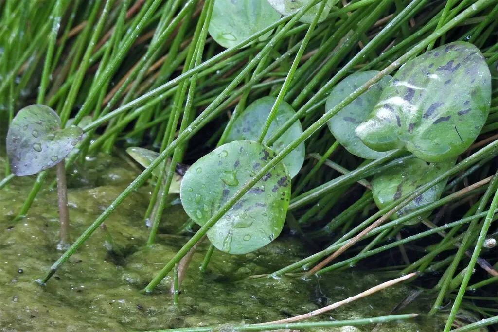 Halerpestes Uniflora