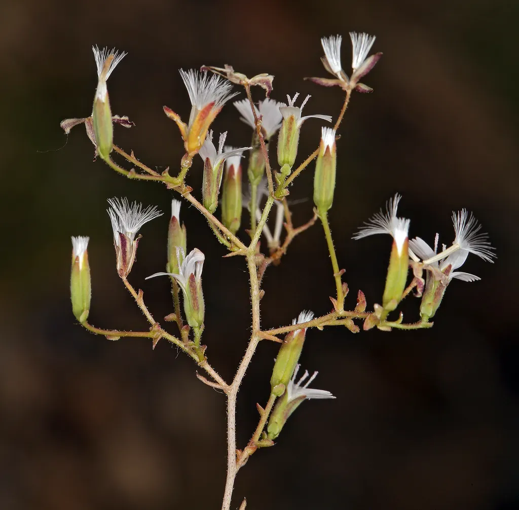 Brightwhite