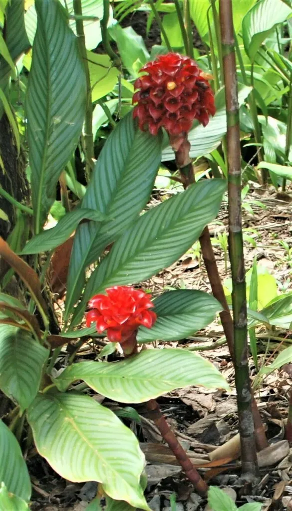 Indonesian Wax Ginger