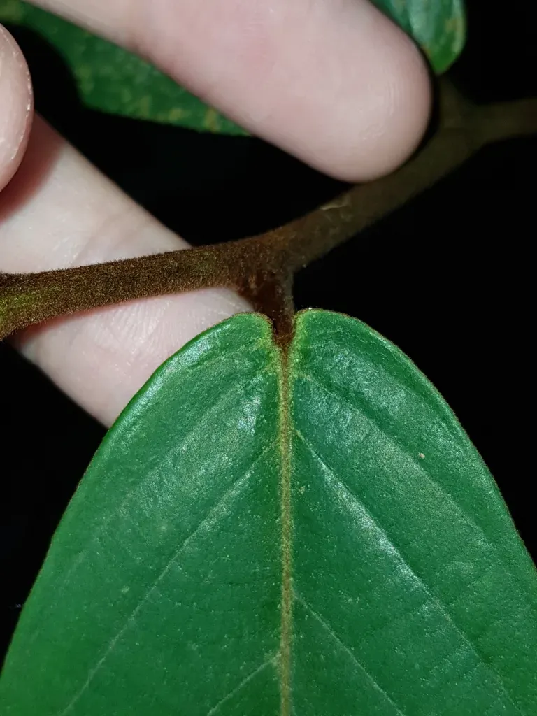 Friesodielsia Latifolia