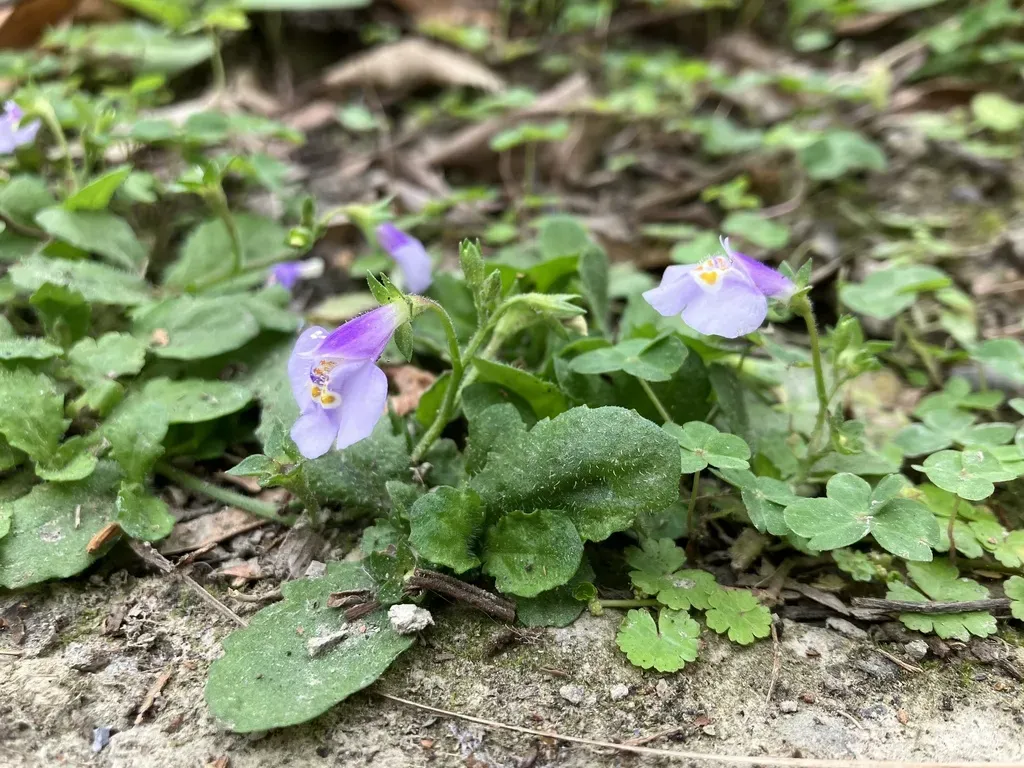 Faurie's Mazus