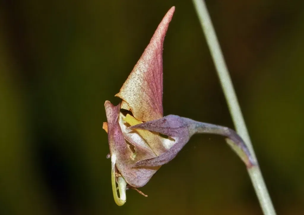 Crotalaria Glauca