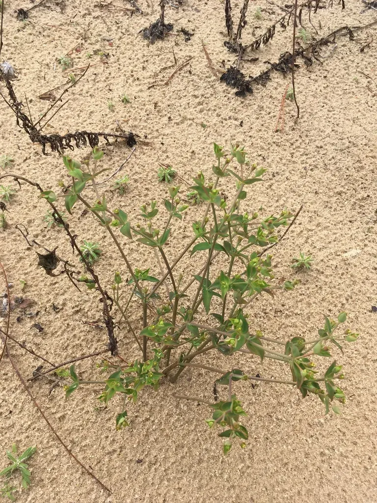Greater Florida Spurge
