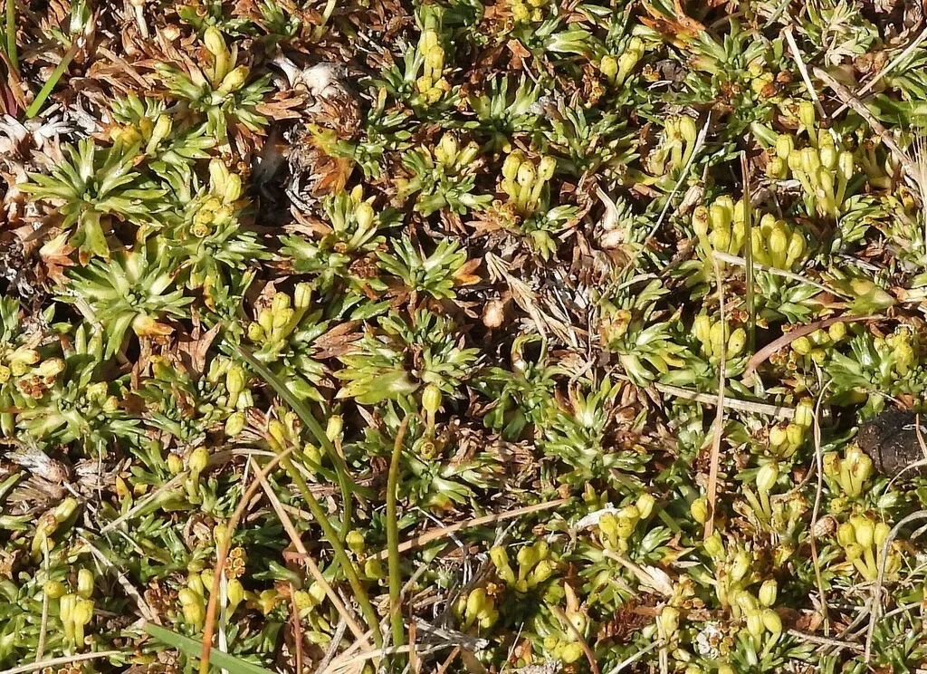 Three-forked Emerald Carpet