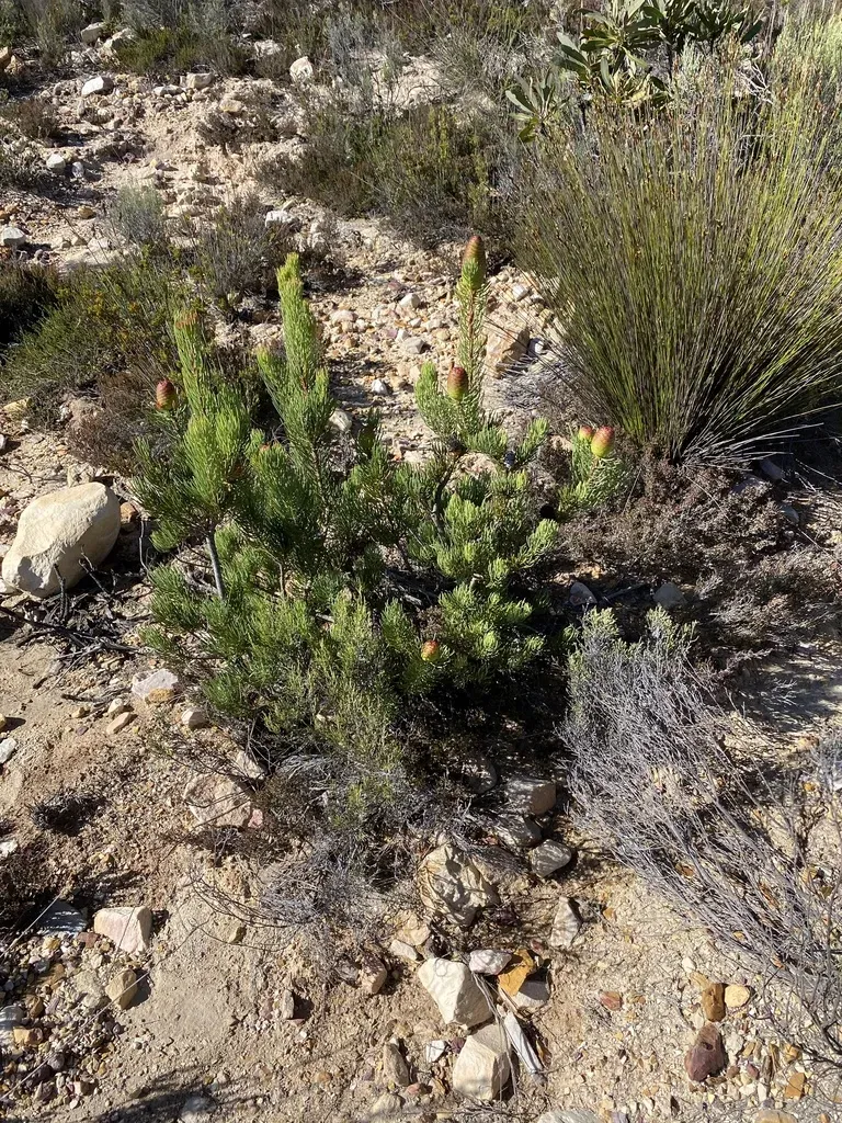 Karoo Conebush