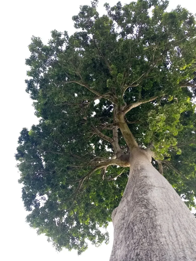 Pseudobombax Guayasense