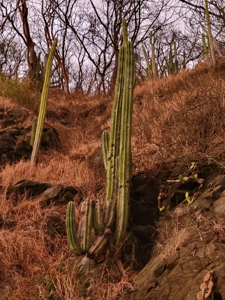 Stenocereus Aragonii