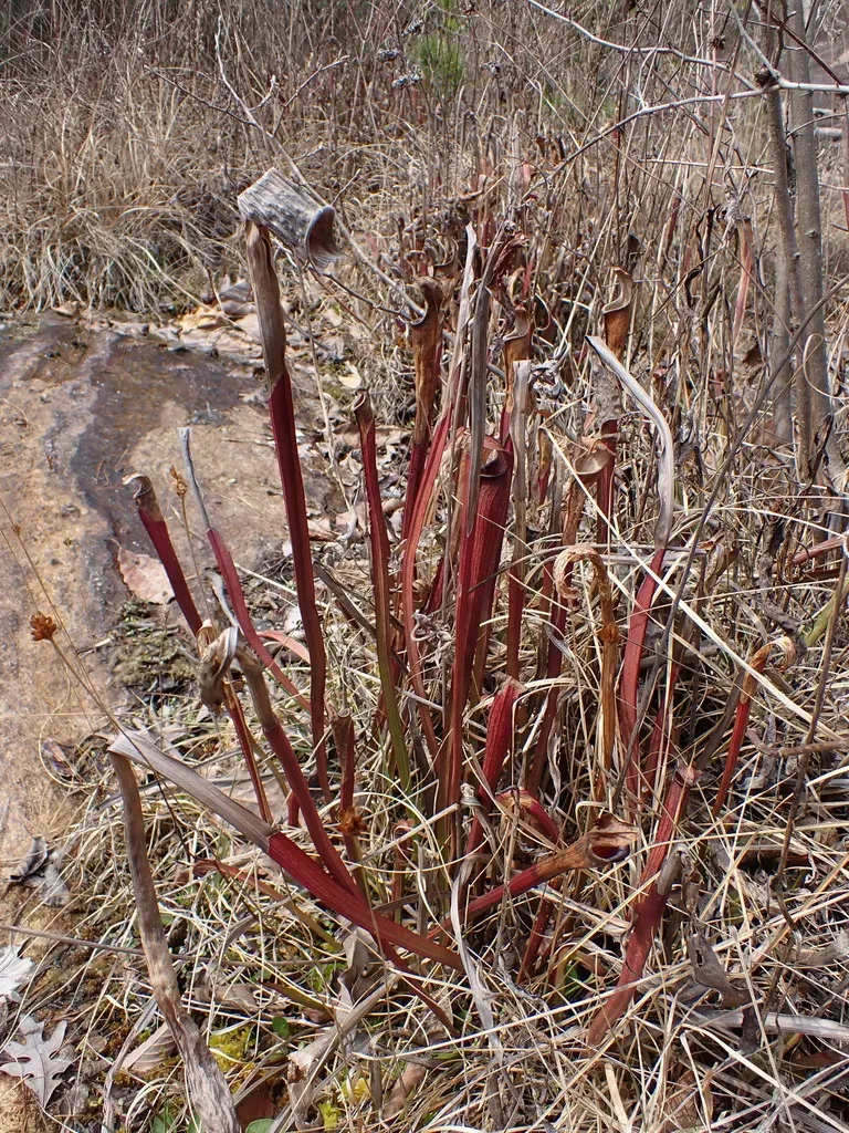 Mountain Sweet Pitcher Plant