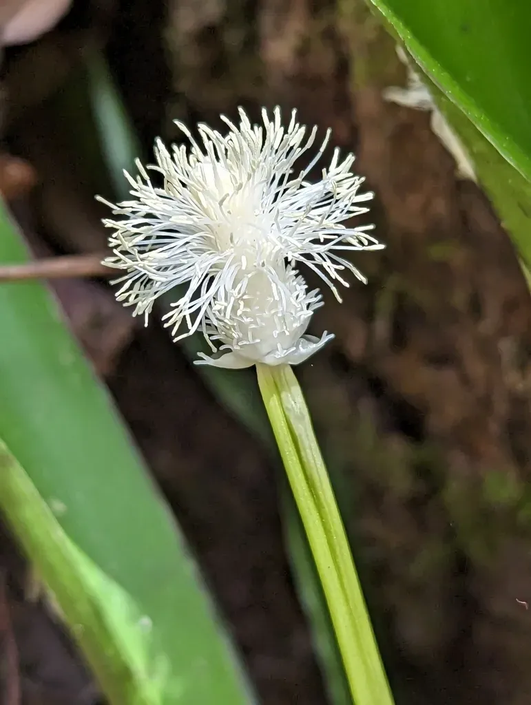 Fraser's Sedge