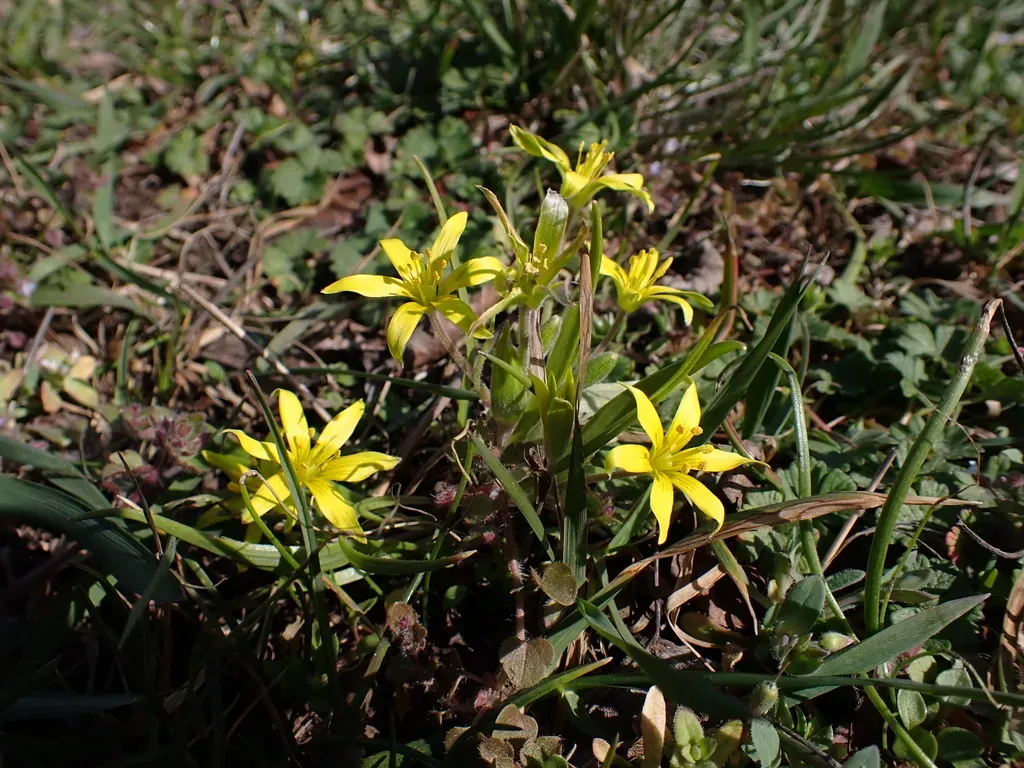 Hairy Star Of Bethlehem