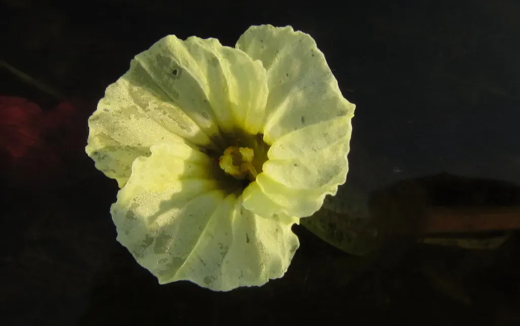 Water Lettuce