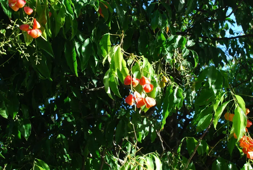 Toechima Pterocarpum