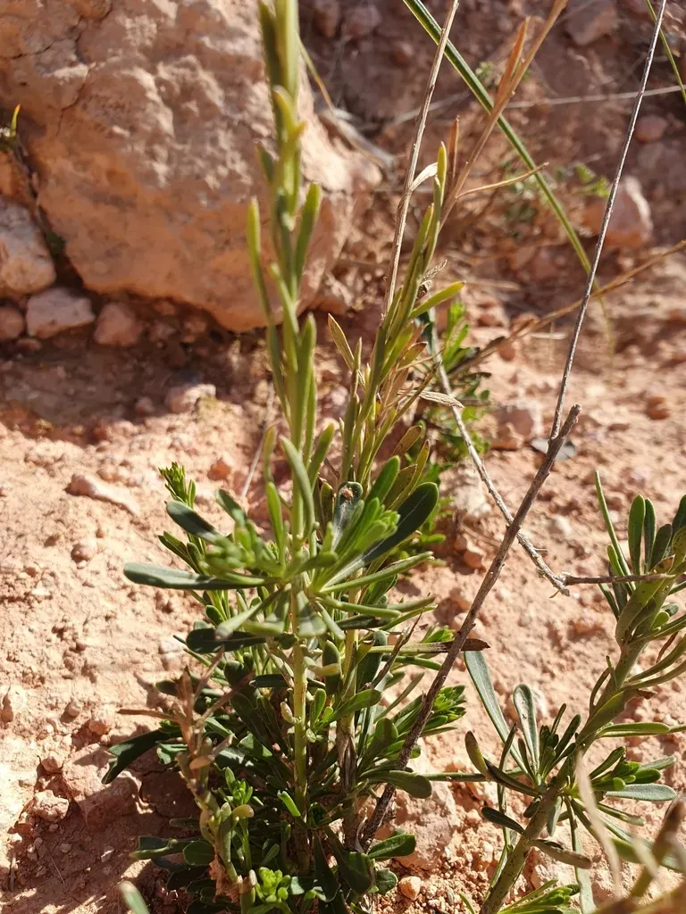 Anarrhinum Fruticosum