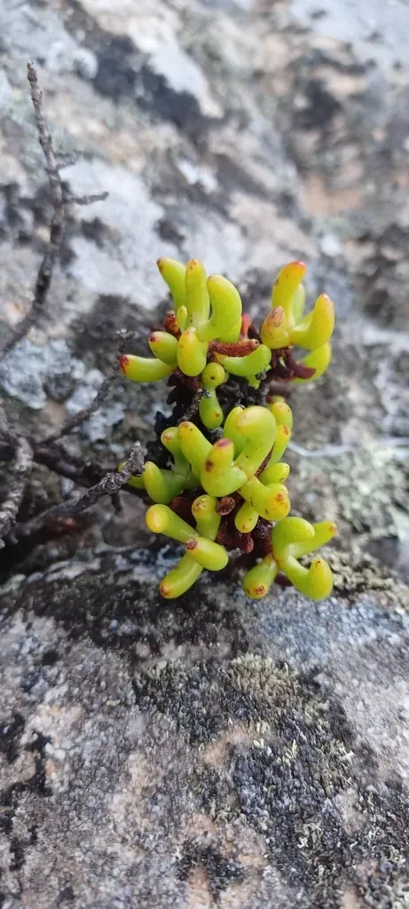 Esterhuysenia Mucronata