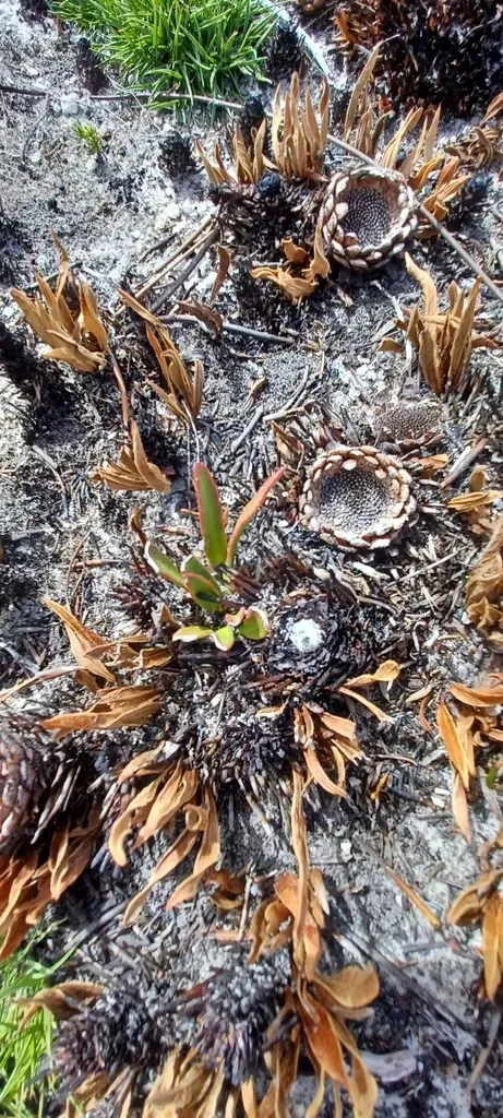 Common Snow Sugarbush