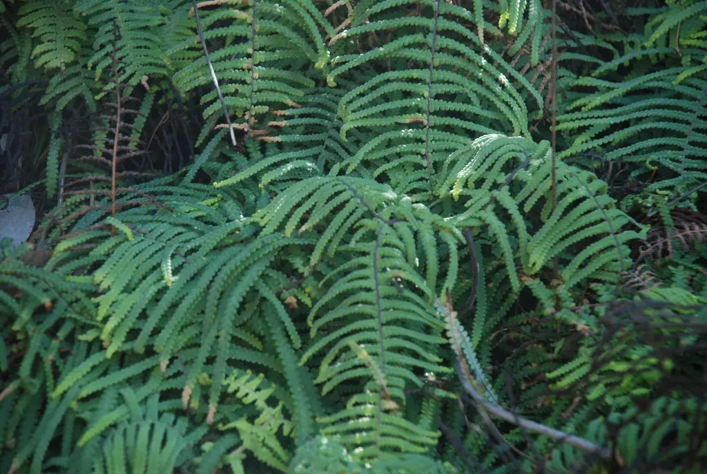 Gleichenia Mendellii