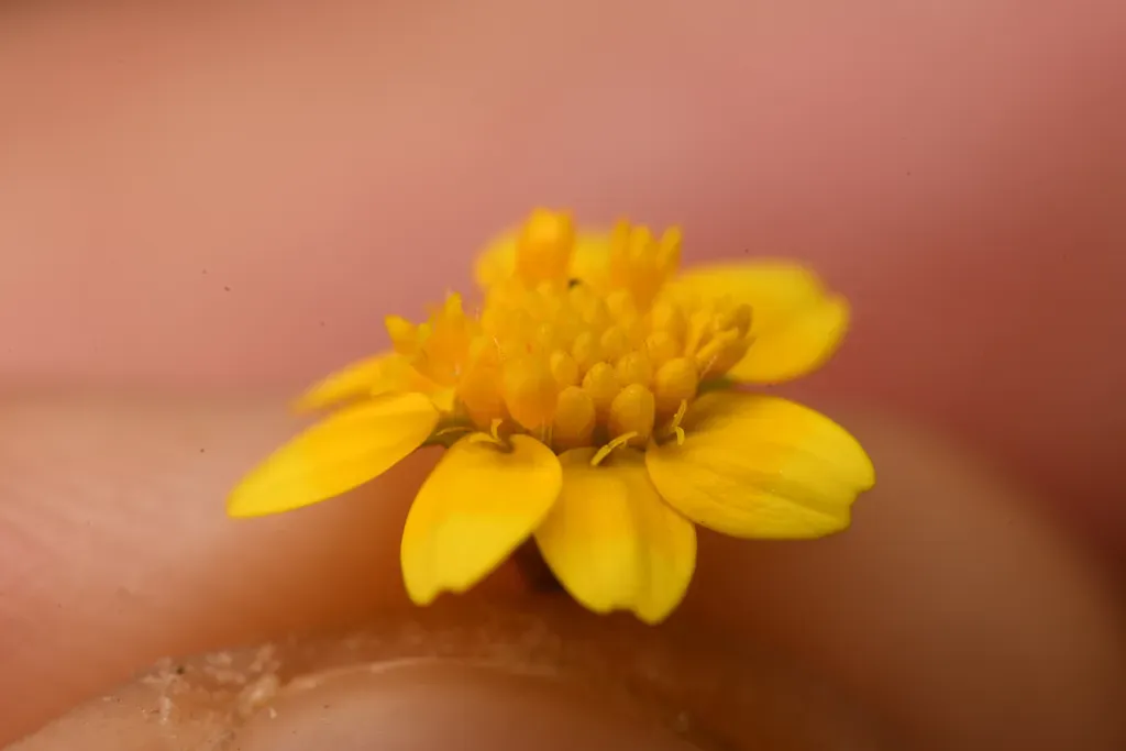 Salinas Valley Goldfields