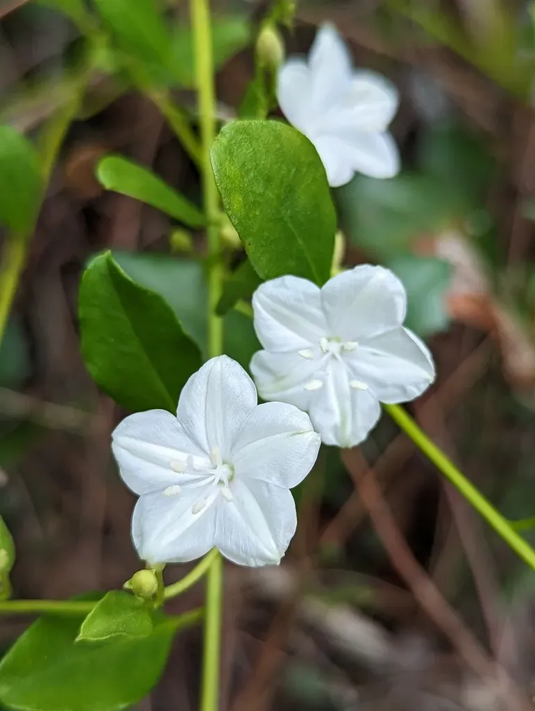 Pineland Jacquemontia