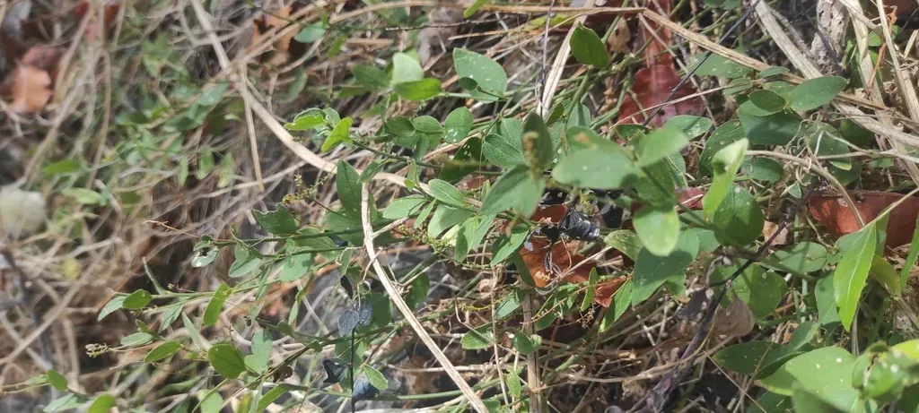 Chiropetalum Berteroanum