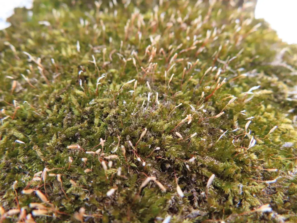 Platygyrium Moss