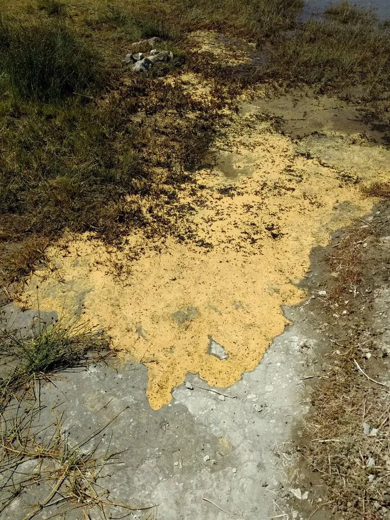 Ctenocladus Circinnatus