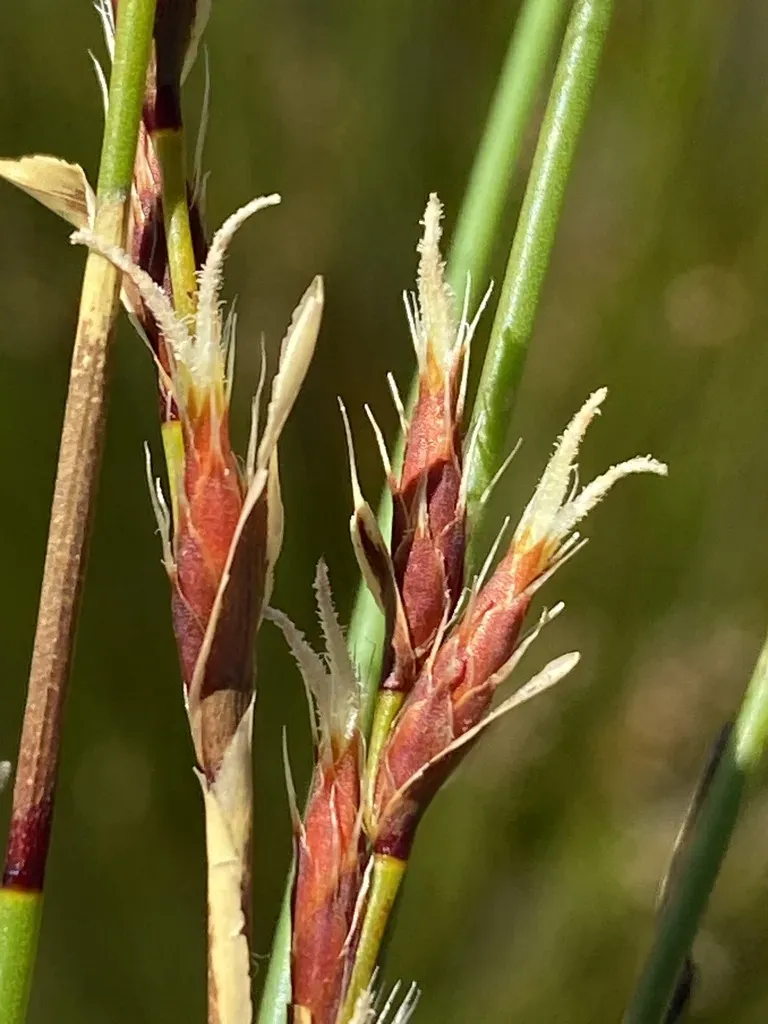 Eastern Pineapplereed