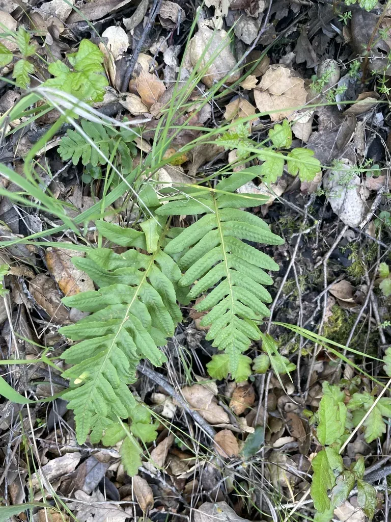 Nested Polypody