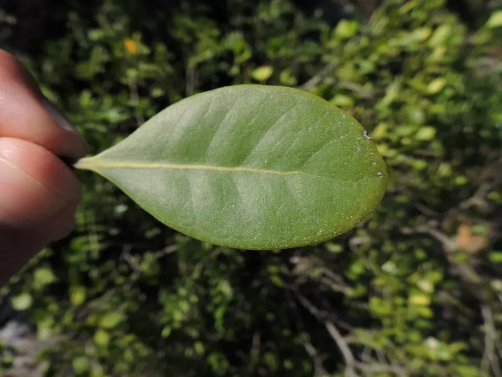 Avicennia Schaueriana
