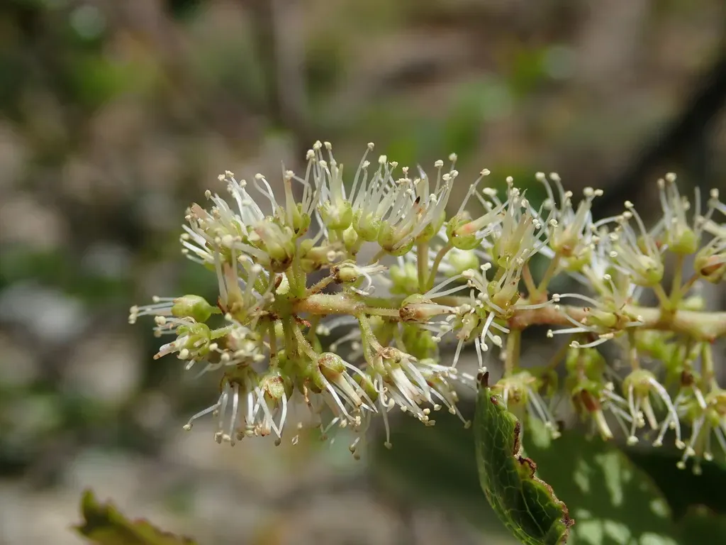 Weinmannia Balbisiana