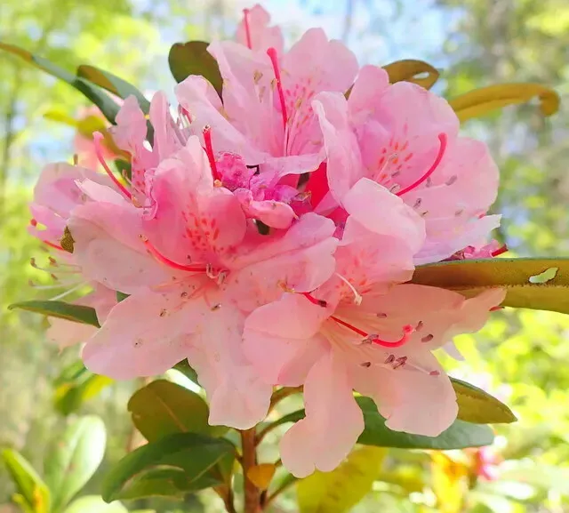 Chapman's Rhododendron
